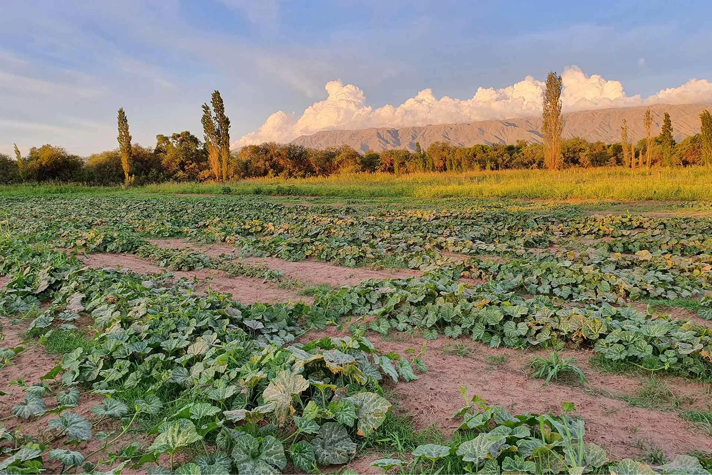 Campo de constelación semillas