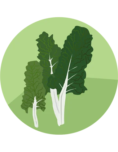 producto mayorista semillas agroecológicas