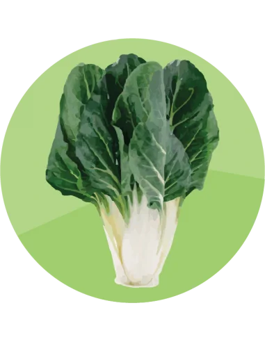producto mayorista semillas agroecológicas