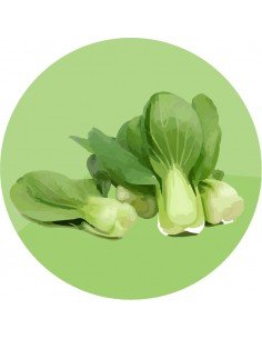 producto mayorista semillas agroecológicas