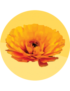 producto mayorista semillas agroecológicas