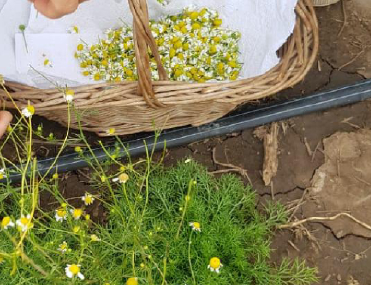 producto mayorista semillas agroecológicas