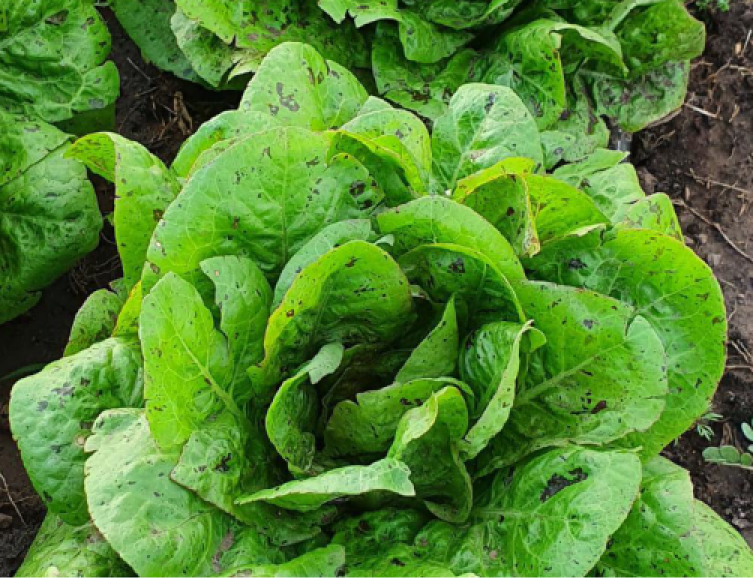producto mayorista semillas agroecológicas