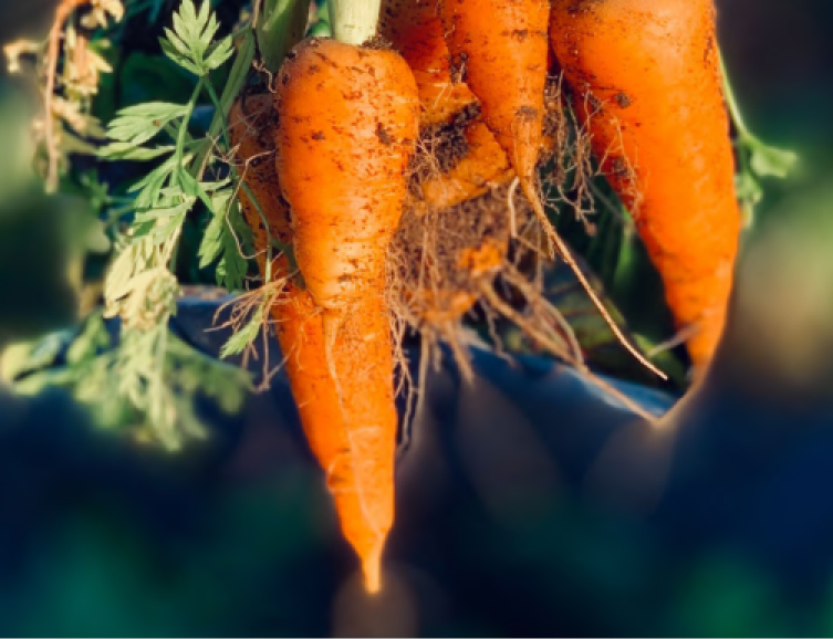producto mayorista semillas agroecológicas