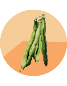 producto mayorista semillas agroecológicas