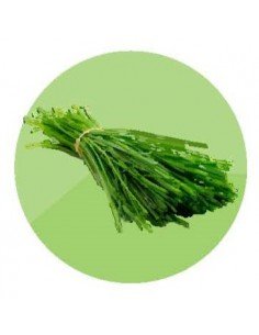 producto mayorista semillas agroecológicas