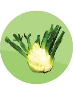 producto mayorista semillas agroecológicas