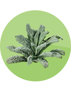 producto mayorista semillas agroecológicas
