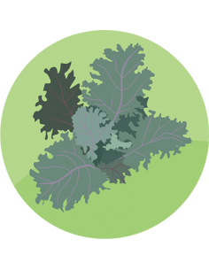 producto mayorista semillas agroecológicas