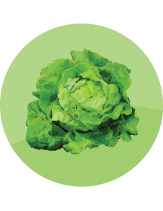 producto mayorista semillas agroecológicas