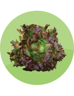 producto mayorista semillas agroecológicas