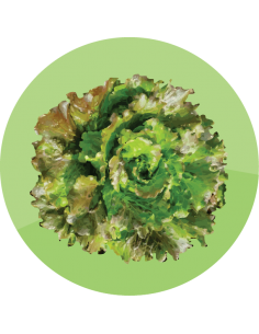 producto mayorista semillas agroecológicas
