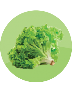 producto mayorista semillas agroecológicas