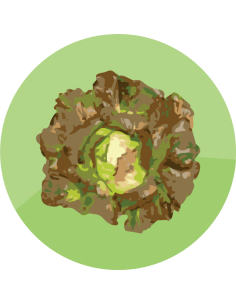 producto mayorista semillas agroecológicas