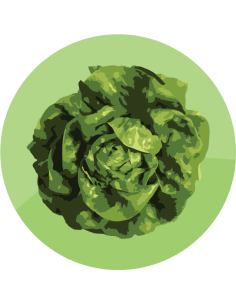 producto mayorista semillas agroecológicas