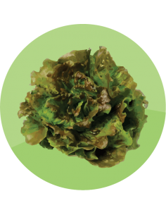 producto mayorista semillas agroecológicas