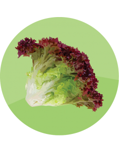 producto mayorista semillas agroecológicas