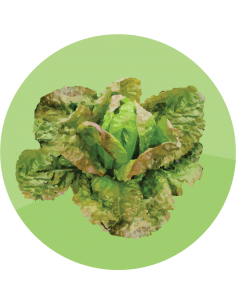 producto mayorista semillas agroecológicas