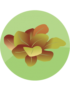 producto mayorista semillas agroecológicas