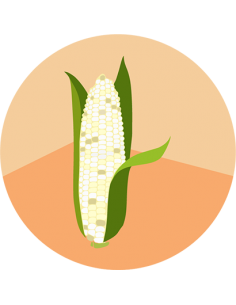 producto mayorista semillas agroecológicas