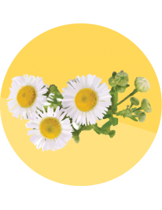 producto mayorista semillas agroecológicas