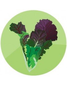 producto mayorista semillas agroecológicas