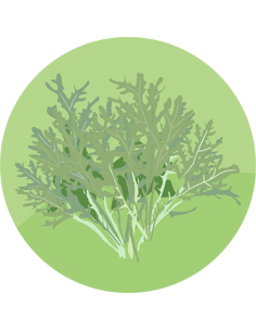 producto mayorista semillas agroecológicas