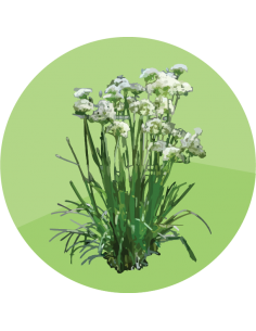 producto mayorista semillas agroecológicas