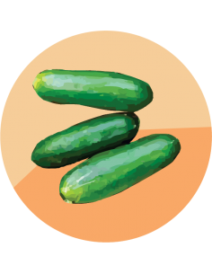 producto mayorista semillas agroecológicas