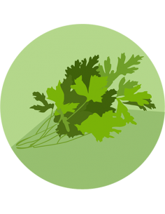 producto mayorista semillas agroecológicas