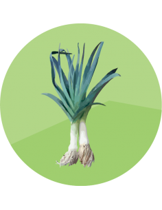 producto mayorista semillas agroecológicas