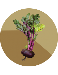 producto mayorista semillas agroecológicas