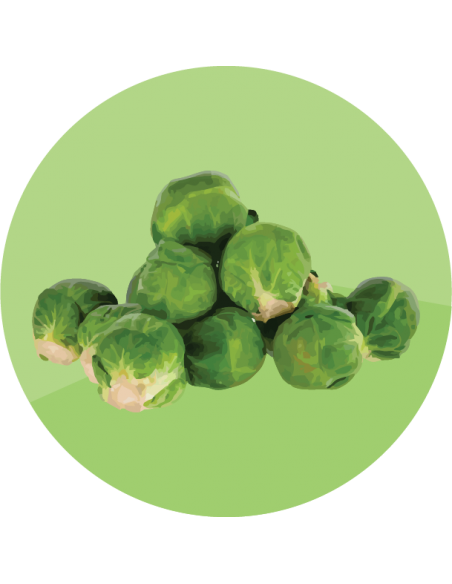producto mayorista semillas agroecológicas