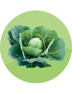 producto mayorista semillas agroecológicas