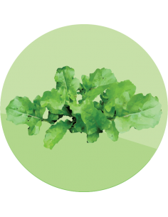 producto mayorista semillas agroecológicas