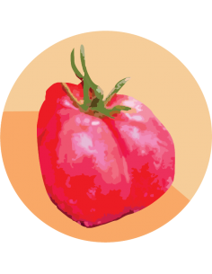 producto mayorista semillas agroecológicas