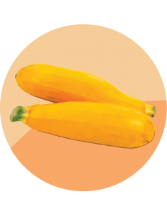 producto mayorista semillas agroecológicas